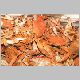 Crabs-11.jpg